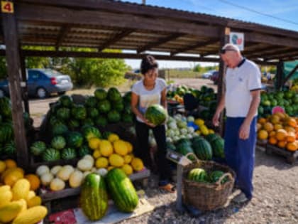 На соль-илецких бахчах идет сбор суходольных арбузов