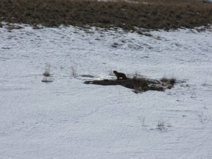 12 марта из спячки в Оренбургской области вышел первый сурок. Через 4 дня удалось заснять грызуна весны-2023