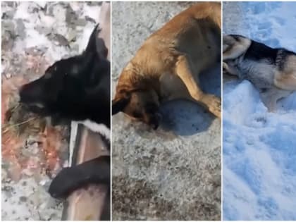 «Трех собакенов больше нет в этом жестоком мире!»: в Оренбурге отравили бездомных животных (видео)