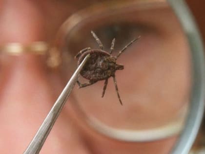 В Оренбургской области определены 8 районов, где можно заразиться клещевым энцефалитом