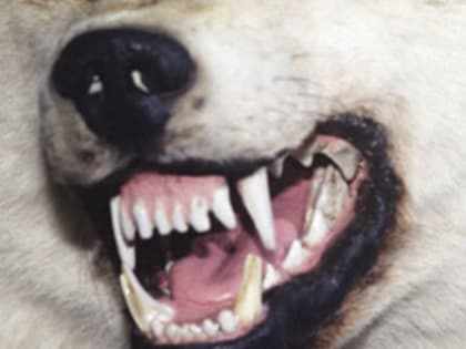 Администрация Оренбурга за кусачих собак заплатит компенсацию 150 тысяч рублей