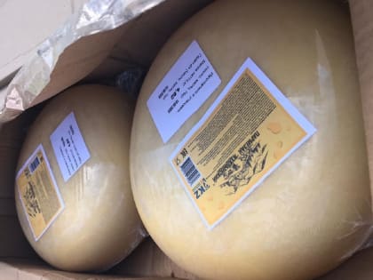 В Оренбуржье пытались ввезти 4,5 тонн санкционного сыра. Его уничтожили