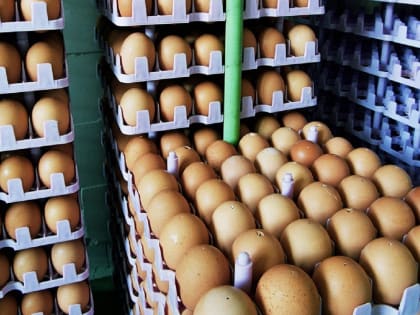 В Оренбургской области продолжают дорожать яйца