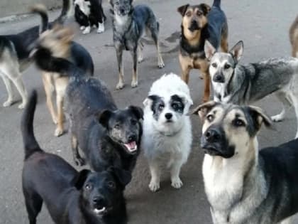 С начала года на борьбу с бездомными животными в Оренбуржье выделили 87 млн рублей