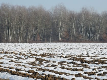 В Оренбуржье доработают процедуру изъятия сельхоземель у недобросовестных владельцев