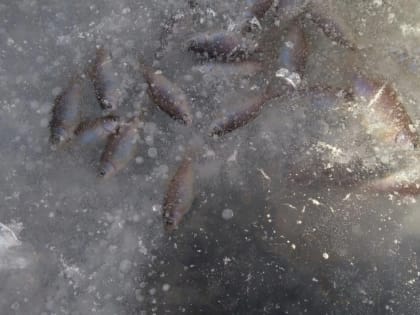 На озере Атамановское в Орске массово гибнет рыба