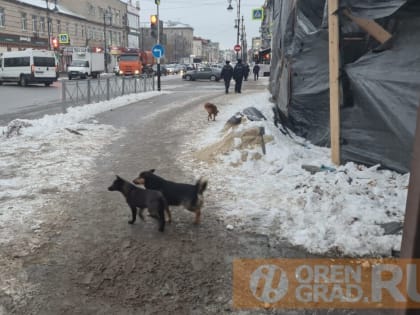 Чипированные бродячие собаки в Оренбурге покусали мужчину