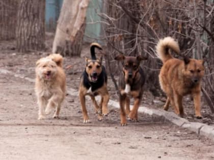 150 тысяч оренбурженка отсудила с мэрии за нападение собак на ребёнка