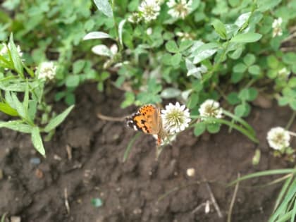 В Оренбуржье последний день апреля будет жарким