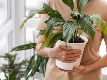 6 эффективных удобрений для комнатных растений из обычных продуктов