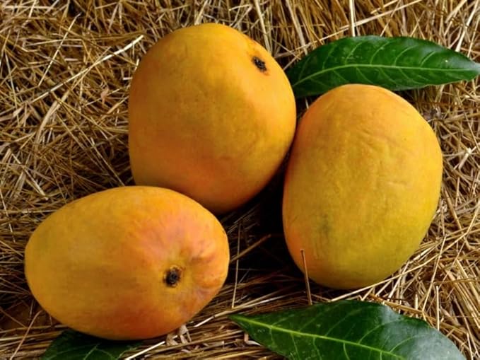 Baby Alphonso Mangoes