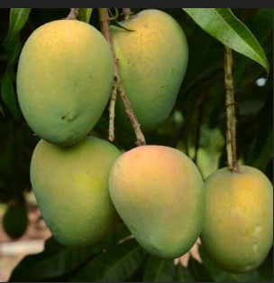 Samrat — Alphonso Mangoes