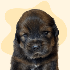 A litter of adorable Tibetan Mastiff puppies
