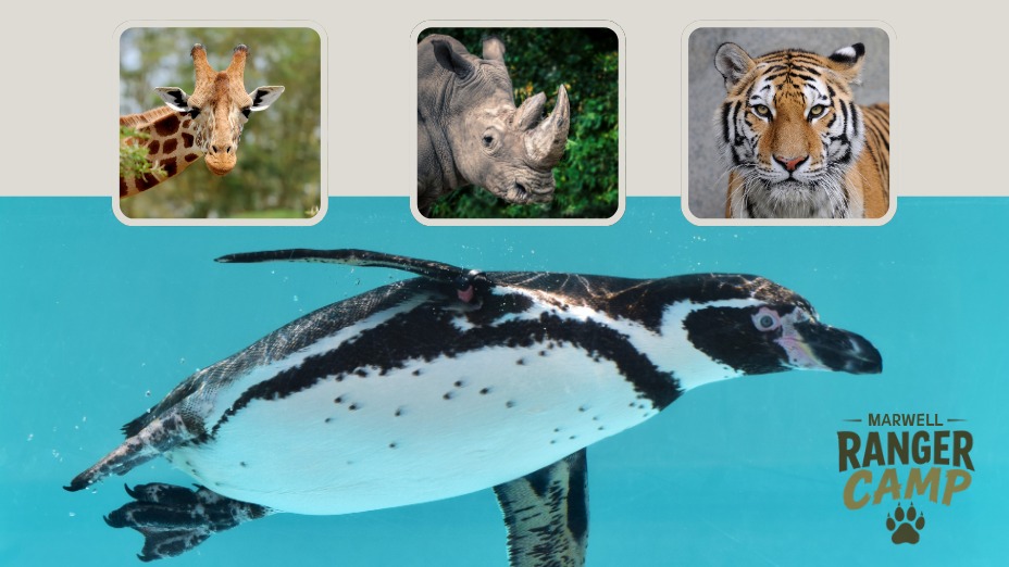 Marwell Ranger Camp - October Half Term - 27-29 October — photo 4