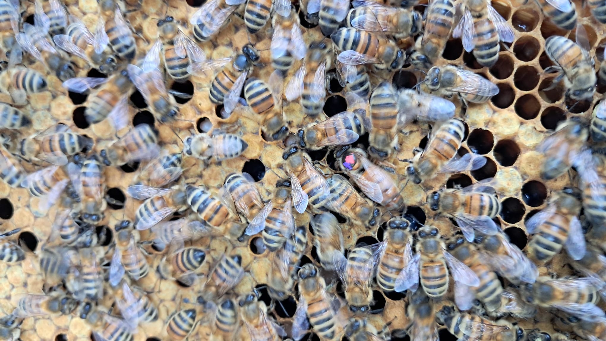 undefined-Mrs Burney's Bee Club CIC-0