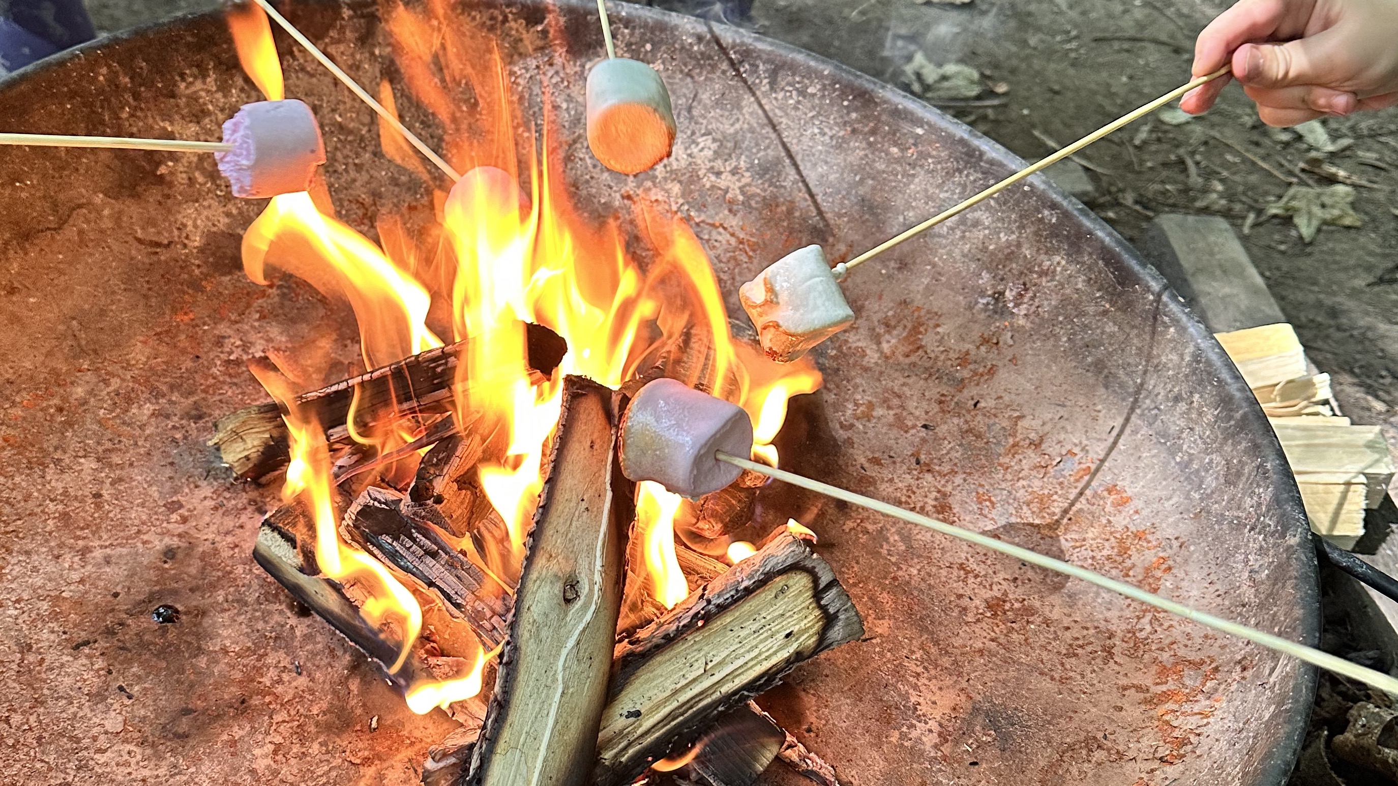 undefined-Yorkshire Wildlings-2