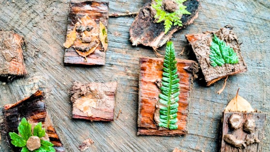 Acorns at the Glade-Belfast YMCA-0