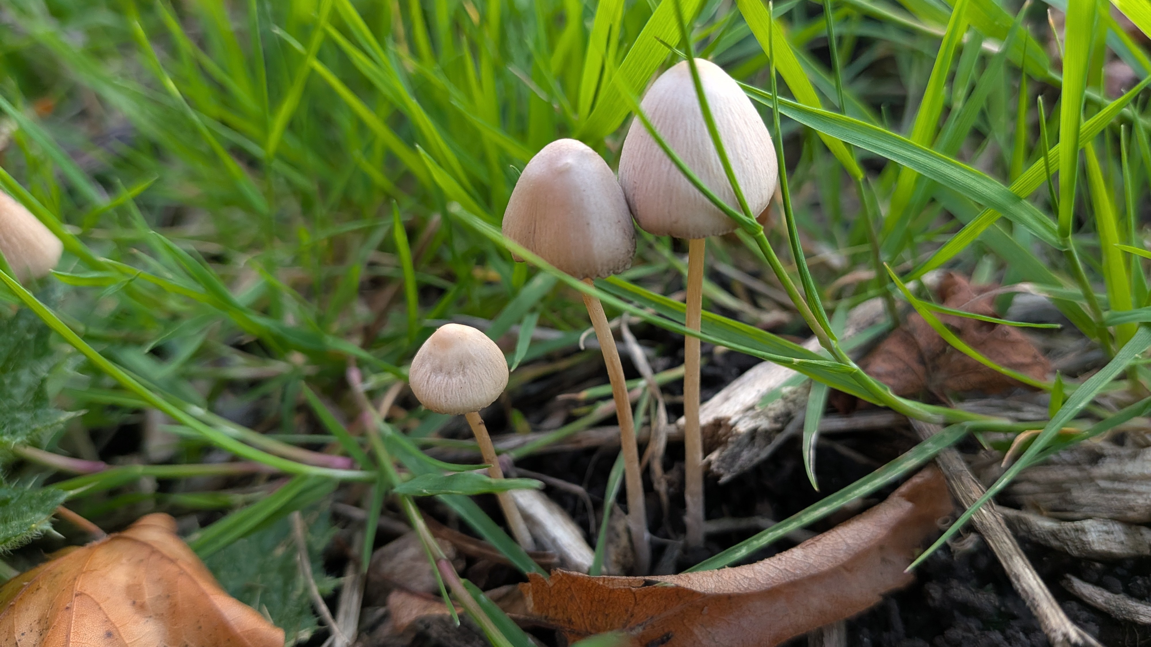 Wild-Beginnings - Home Education Autumn Term 2 — photo 3
