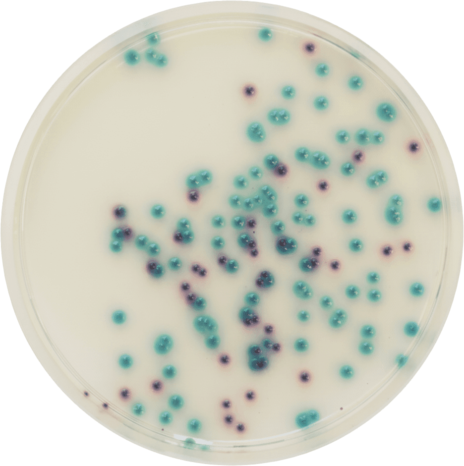 Chromogenic Pseudomonas Agar