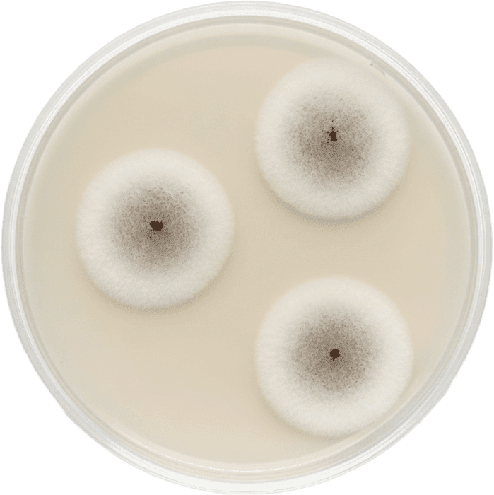 Corn Meal Agar