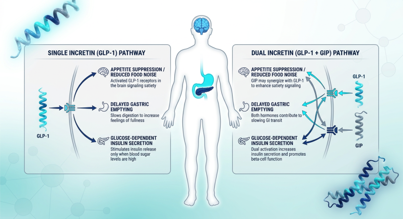 A detailed scientific infographic comparing GLP-1 and Dual-Agonist mechanisms, showing brain, stomach, and pancreas pathways in a clean medical style.