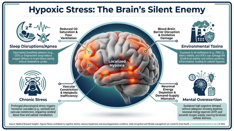 A professional medical infographic titled 'Hypoxic Stress: The Brain's Silent Enemy' showing a human brain with highlighted areas of localized stress and icons representing lifestyle causes like sleep apnea and mental exhaustion.