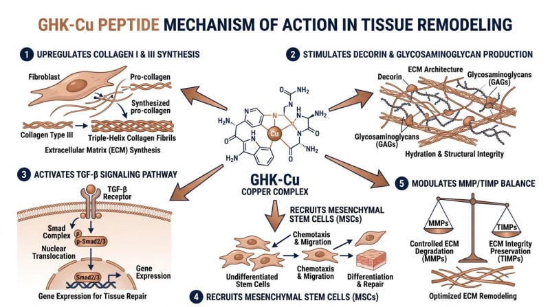 Conceptual GHK-Cu diagram with labels for collagen synthesis, decorin, TGF-beta, and MMP/TIMP pathways