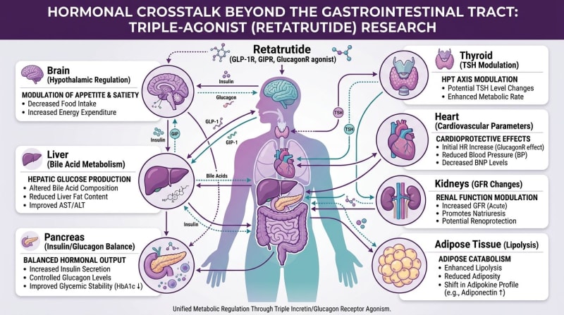 Conceptual diagram of endocrine and organ systems discussed in multireceptor signaling research