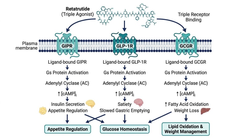 Diagram comparing retatrutide interactions with GIPR, GLP-1R, and GCGR