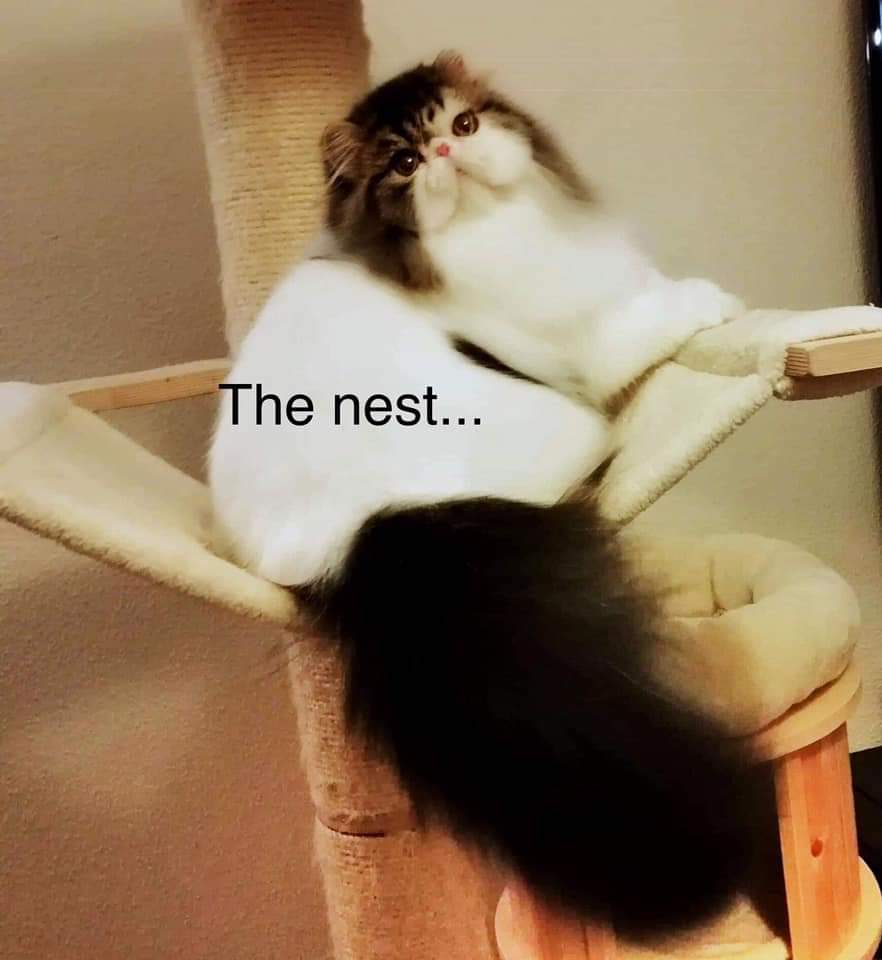 Imported CFA Registered Stud Male