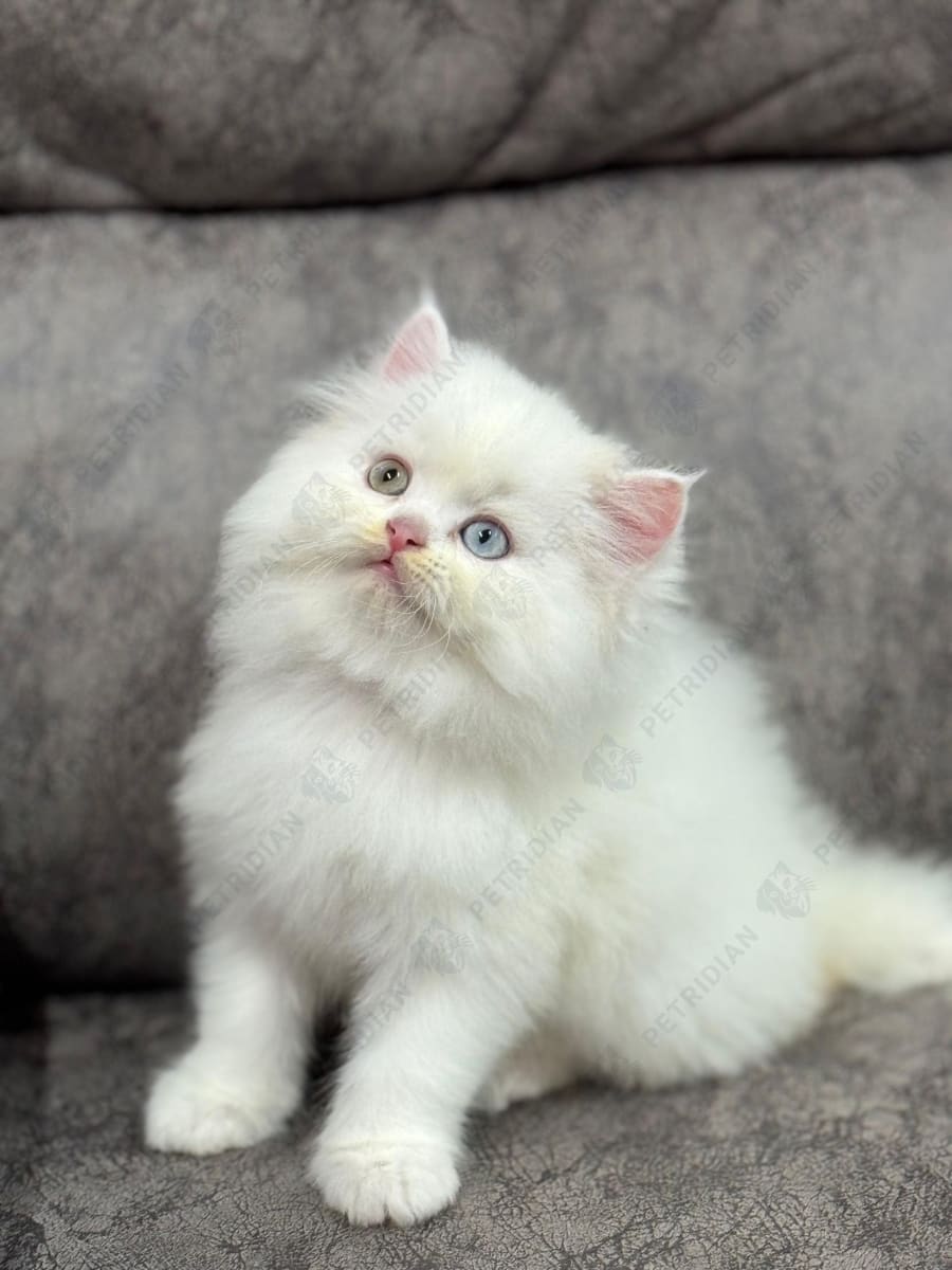 Classic long hair kitten