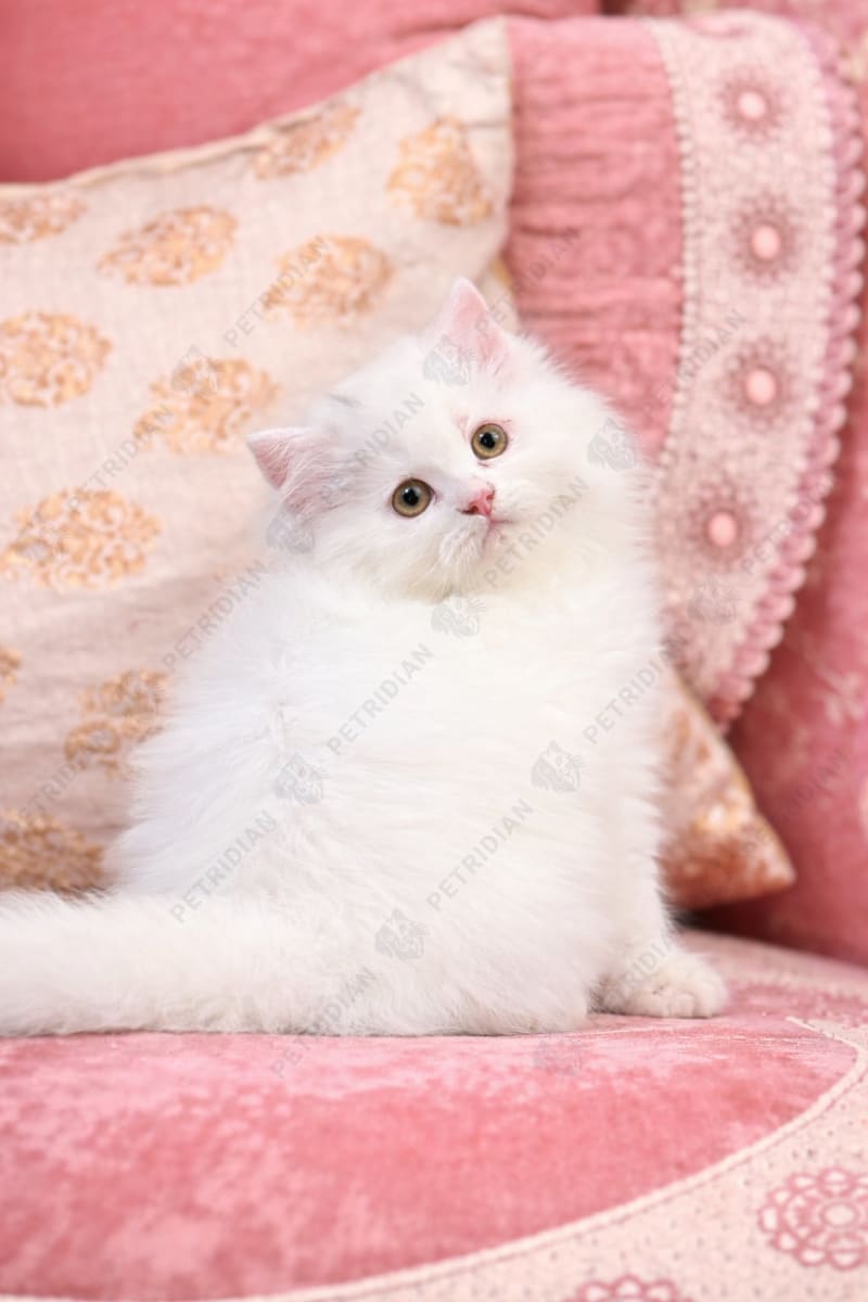 Classic long hair Male kitten