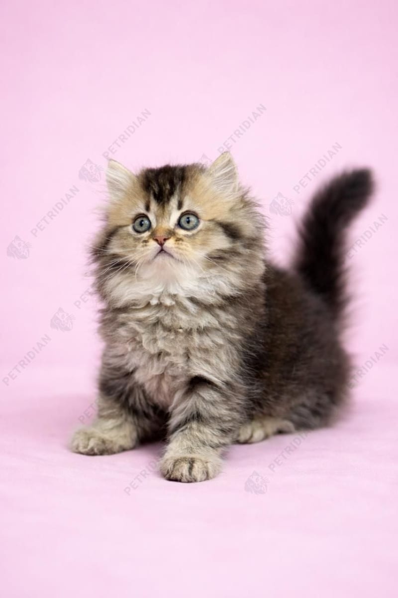 Tabby Classic long hair kitten