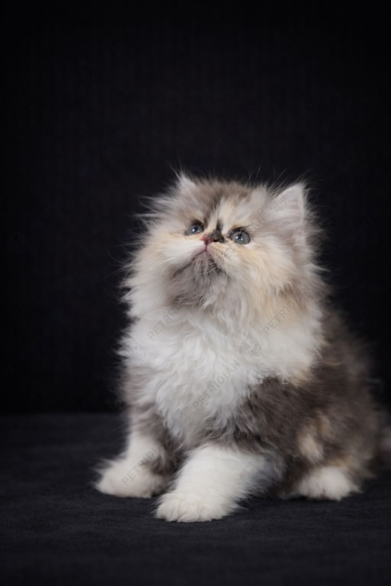 🌸🐾 Daluit – Calico Classic Long Hair Kitten (Female) Available 🐾🌸