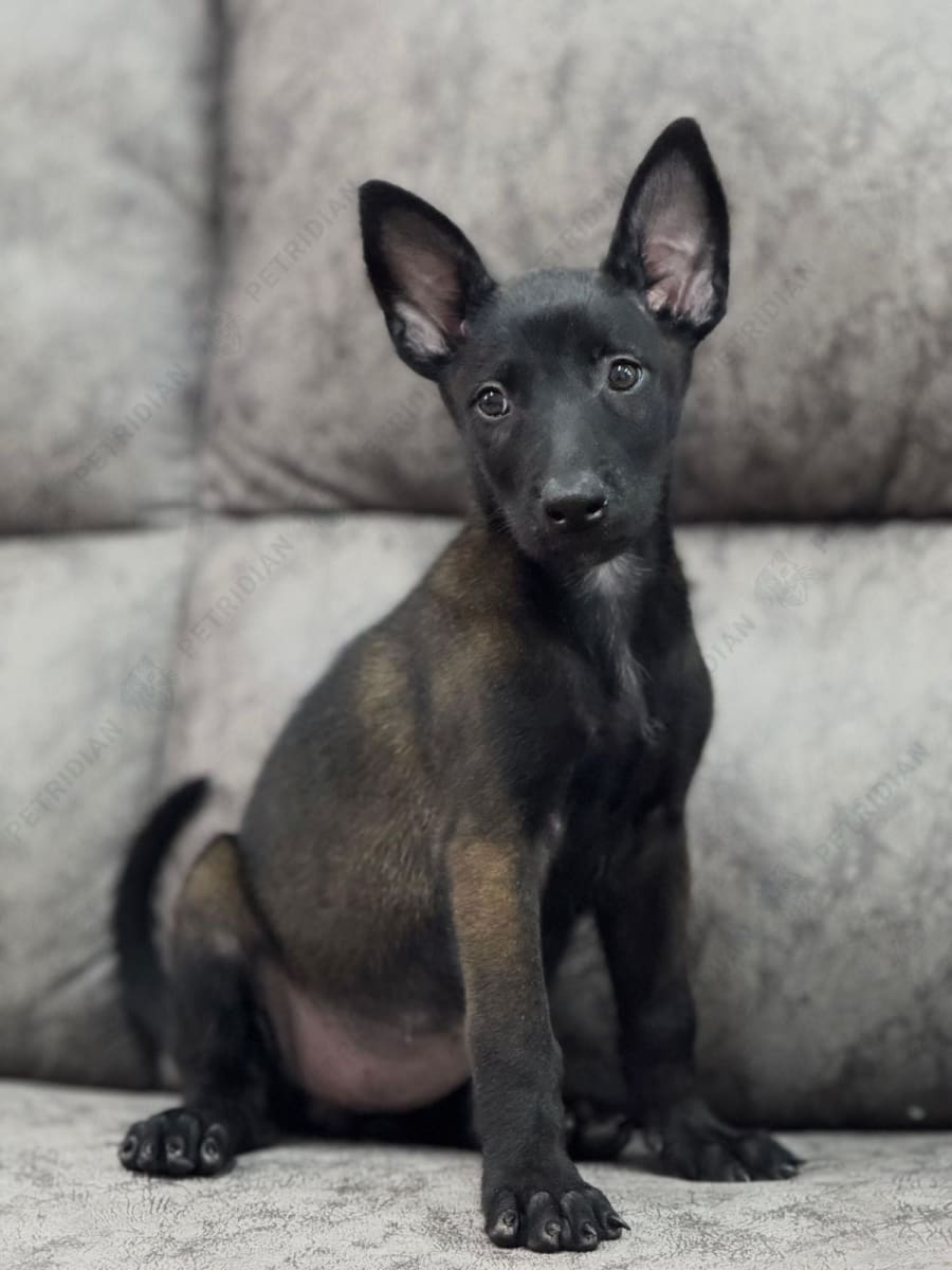 Show Quality Belgian Malinois Female puppy
