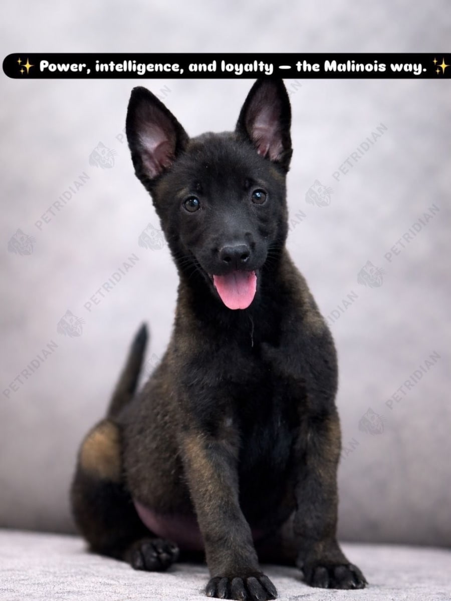 Show Quality Belgian Malinois Male Puppy