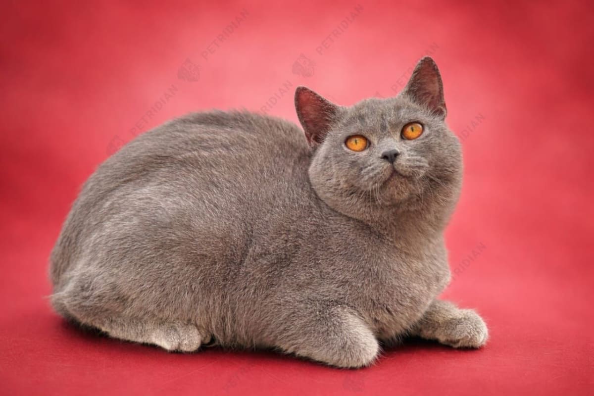 British Short Hair semi adult female looking for new home