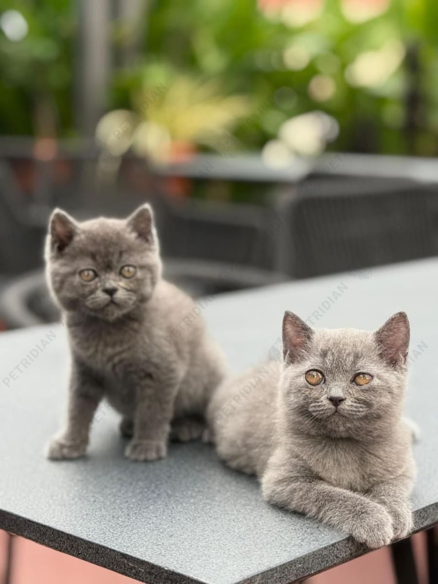 Blue British Shorthair male and female kittens