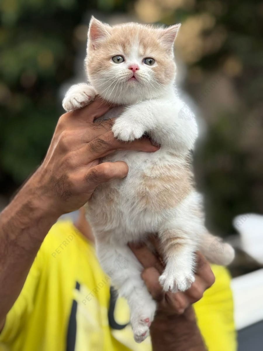 Bi color and solid color British shorthair kittens looking for new homes