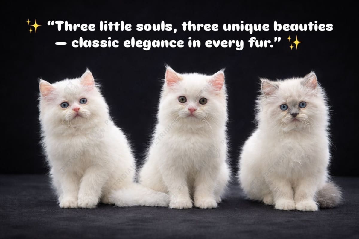 Colorpoint and Color point carrier Classic longhair kittens in blue and copper eyes available