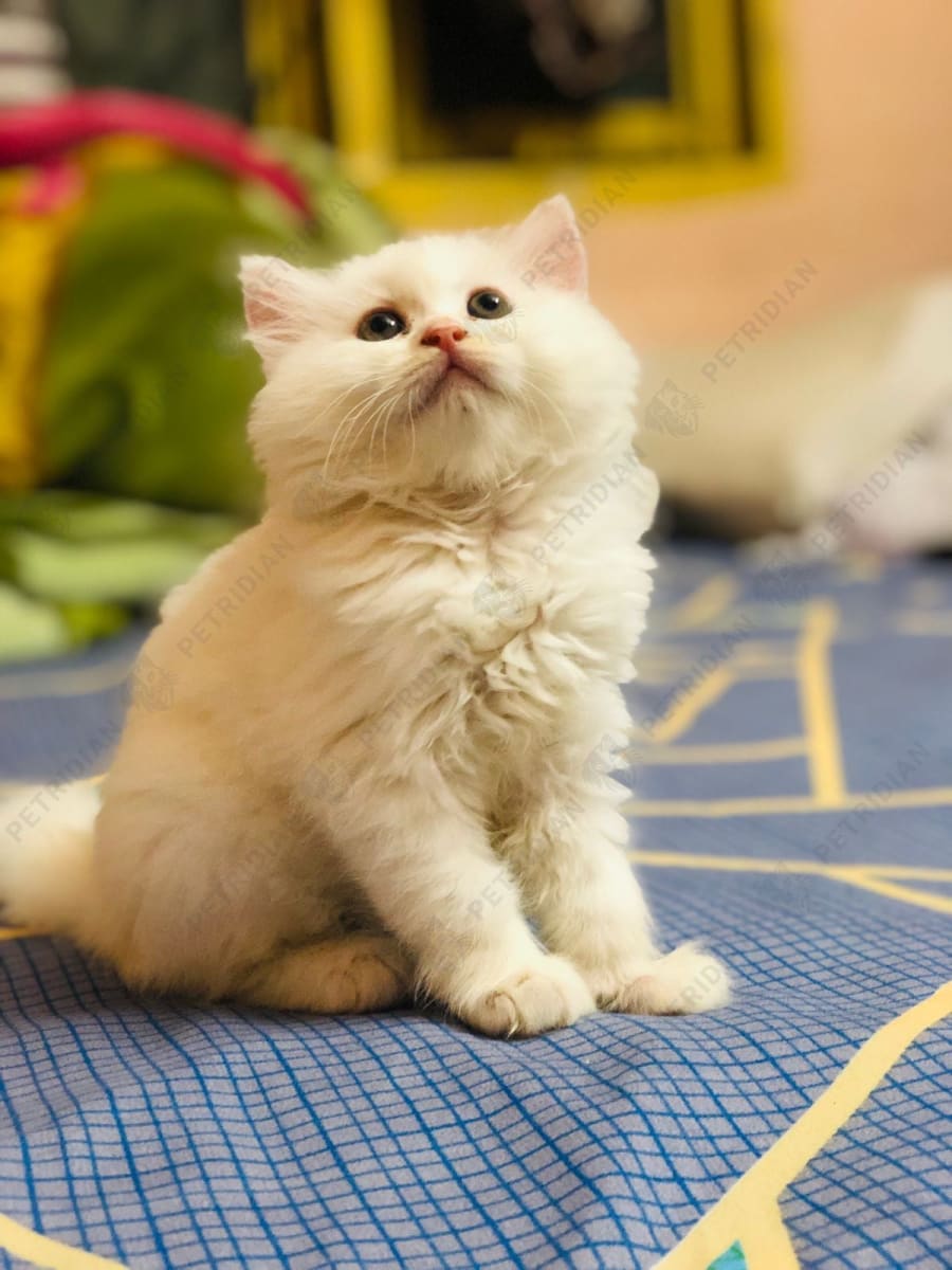 Solid white color beautiful classic long hair male kitten available