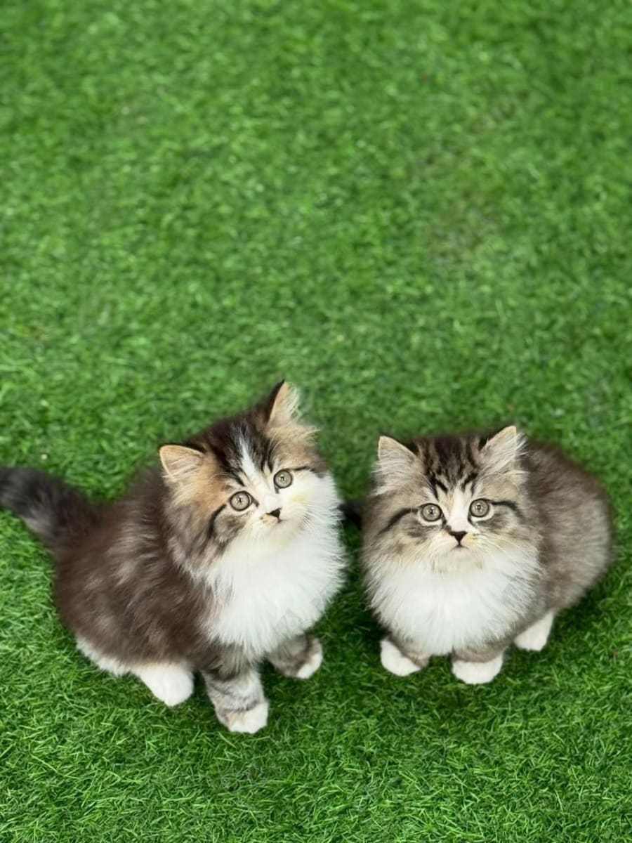Brown Tabby and white Bi-color (Tuxedo pattern) Classic long hair kittens pair available