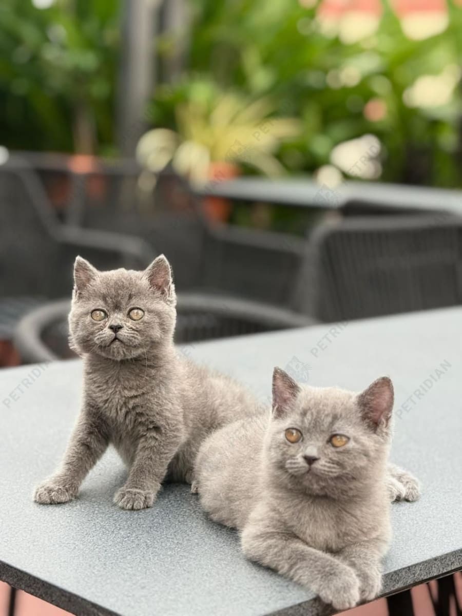 British Shorthair Kittens Pair available
