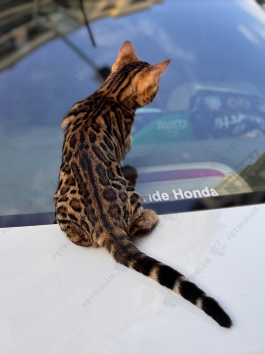 4 months old Bengal male kitten with beautiful rosette pattern available