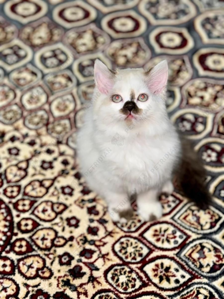 Very unique color, Tortie point ragdoll female kitten with blue eyes looking for new home