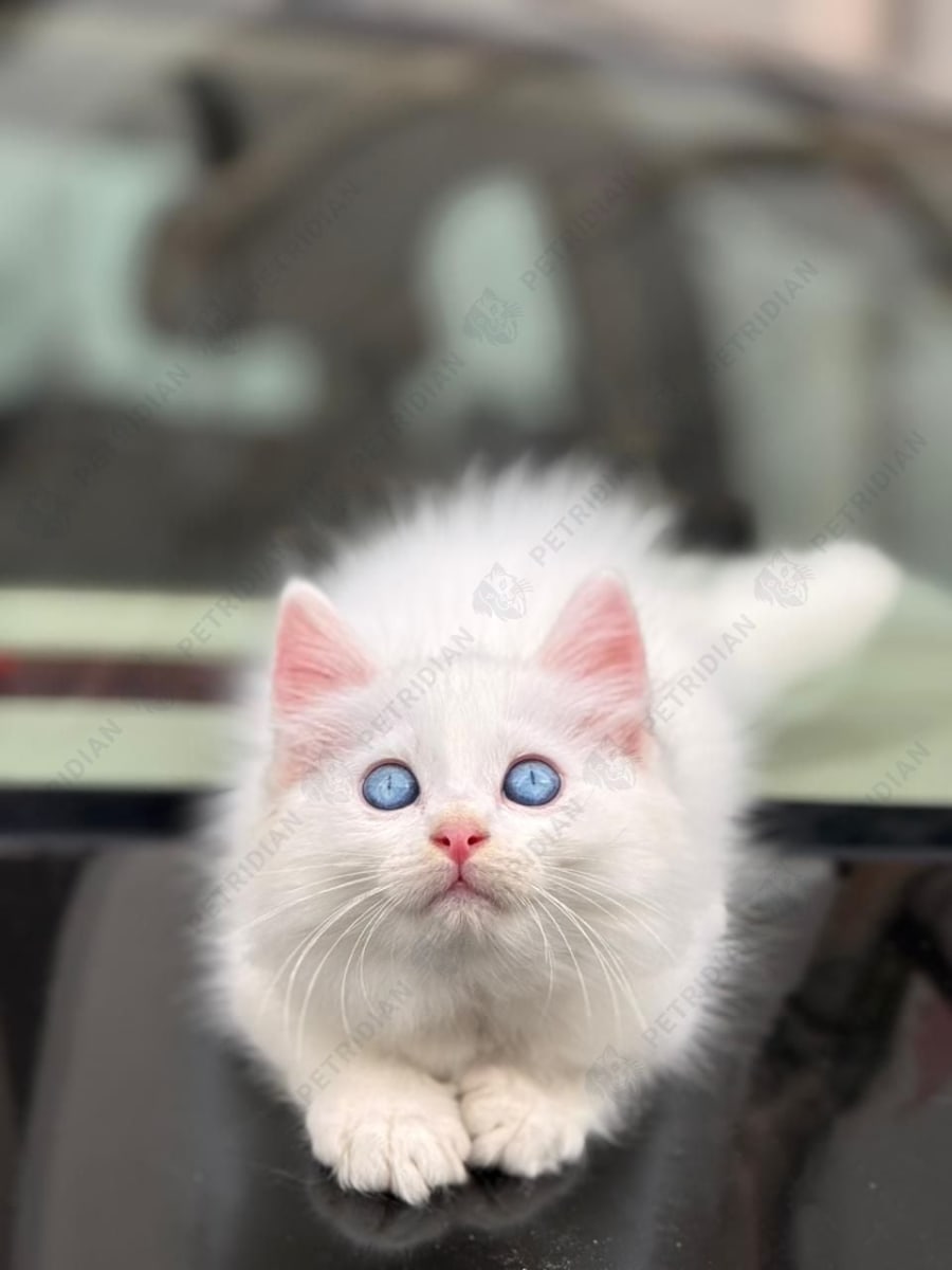 White color with blue eyes Classic Longhair kitten looking for new home