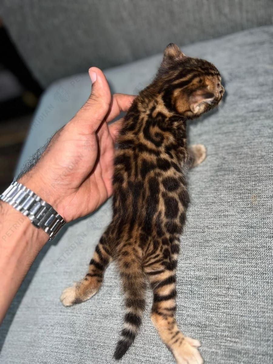 Show quality rosette pattern male bengal kitten of imported parents is available for booking