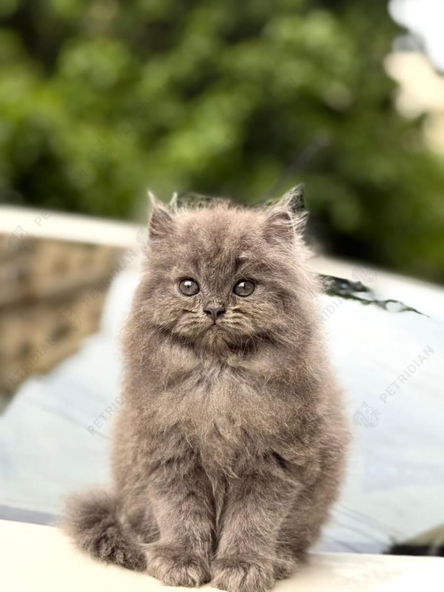 Beautiful British longhair kittens available