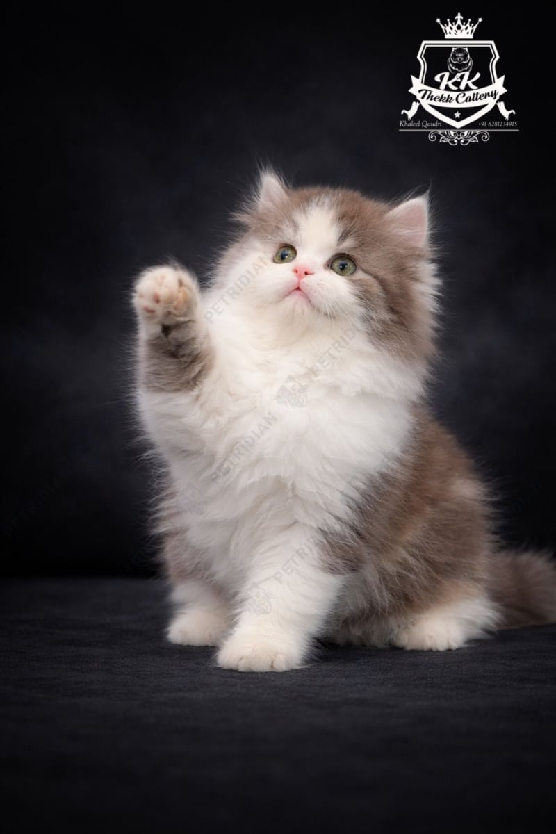 🌸🐾 Dilute Calico Classic Longhair Kitten (Female) Available 🐾🌸