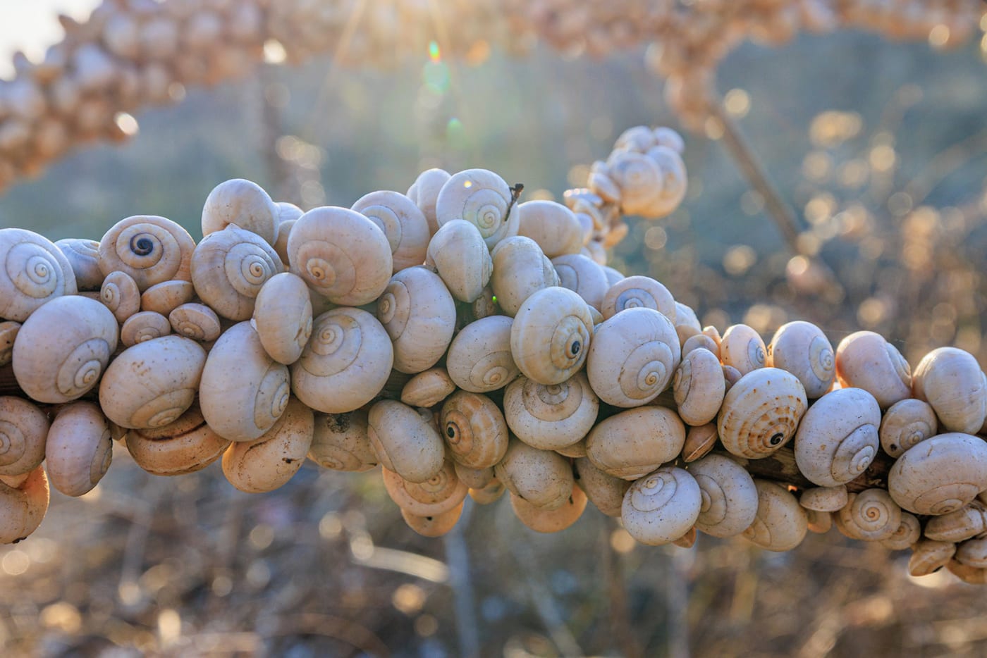 Nature's architecture: A dense colony of snails gathers on a branch in Gozo, Malta, to escape the summer heat.